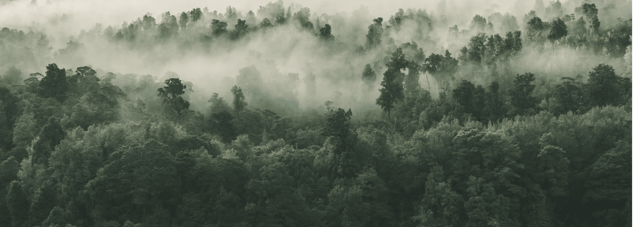 rainforest
