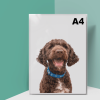 A4 Size Gloss Laminated Prints